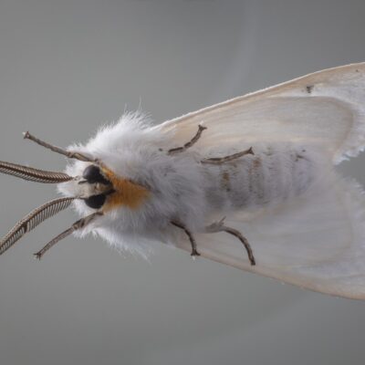 moths